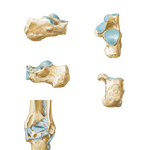 Calcaneus