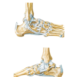 Ligaments and Tendons of Ankle