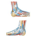 Tendon Sheaths of Ankle