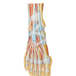 Muscles of Dorsum of Foot: Superficial Dissection
