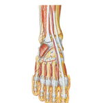 Dorsum of Foot: Deep Dissection