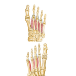 Interosseous Muscles of Foot
