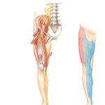 Femoral Nerve and Lateral Femoral Cutaneous Nerve
