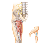Obturator Nerve
