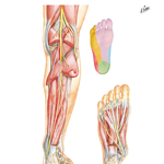 Tibial Nerve