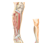 Common Fibular Nerve