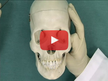 Osteology of the Head and Neck: Step 19. Foramina in the base of the skull  