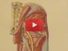 Posterior Thigh with Brion Benninger