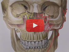 Pterygopalatine Fossa with Jennifer Brueckner-Collins